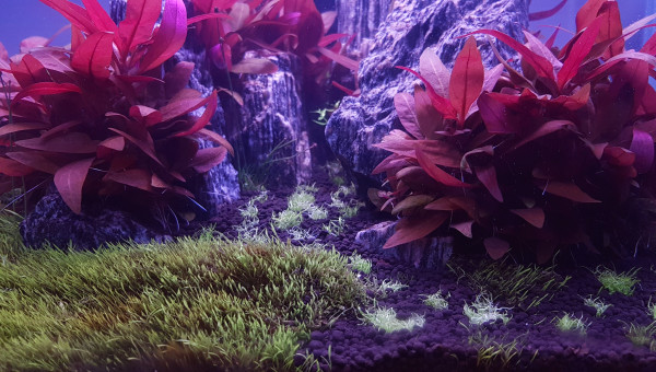 Ajout de 3 pots d'utricularia graminifolia