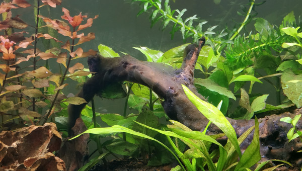 Pb d'algue filamenteuse