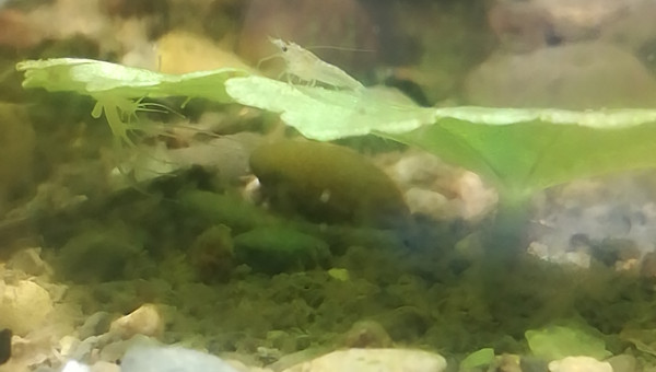 Mes premiers alevins Bloody mary