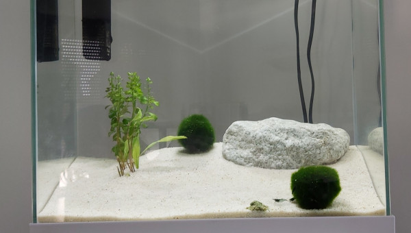 Aquarium crevettes bleu et rouge