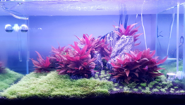 5 jours après l'ajout de 3 pots d''Utricularia graminifolia