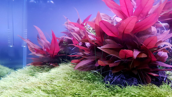 5 jours après l'ajout de 3 pots d''Utricularia graminifolia