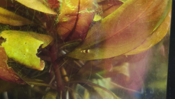 Premier bébé Red Crystal