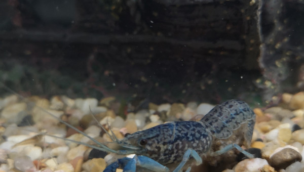 Procambarus alleni
