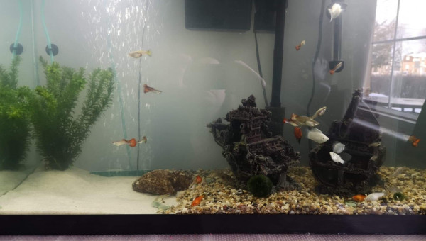 Aquarium complet