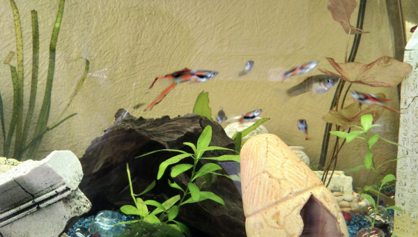 Guppy mâles endler et guppy femelle