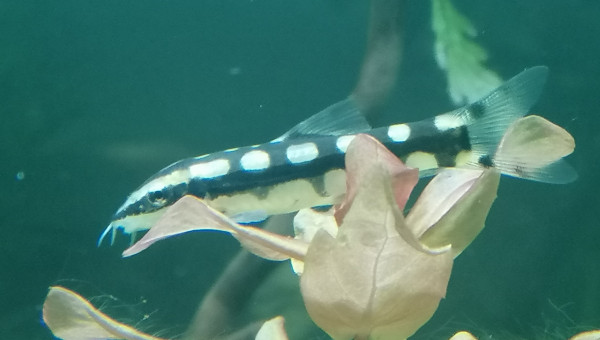 Ambastaia sidthimunki