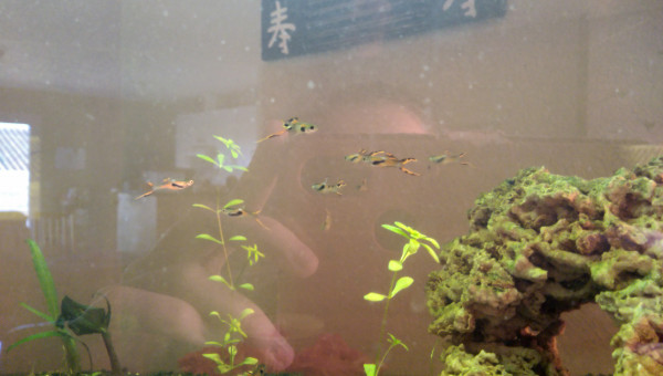 Guppy Endler mâles à vendre ou échanger