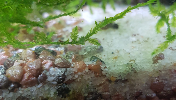 Bébé corydoras d'environ 5j :)