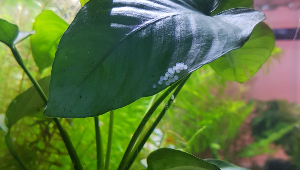 Les corydoras sont en forme ...