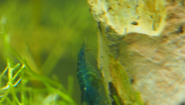 J'attends un heureux évènement :D