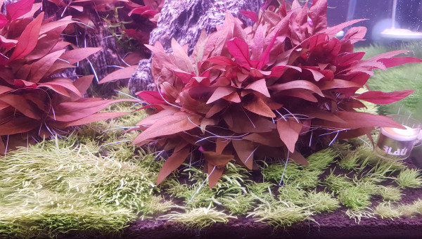 13 jours après l'ajout des 3 pots d'Utricularia graminifolia