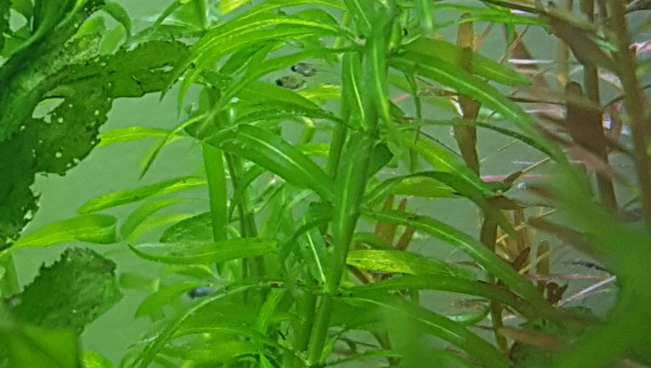 Alevins guppies again :)
