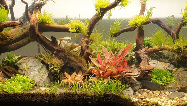 Mise en eau de l'Aquarium