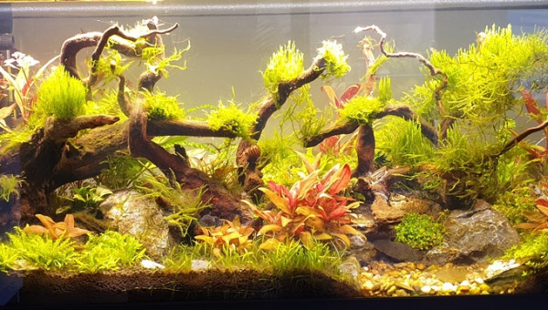 Accueil des 2 premiers Néritina