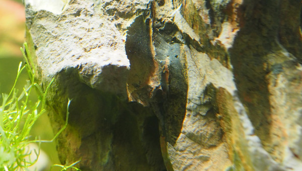 Une toile d'araignée?