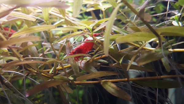 Crevette red cherry dans  les rotala rotundifolia