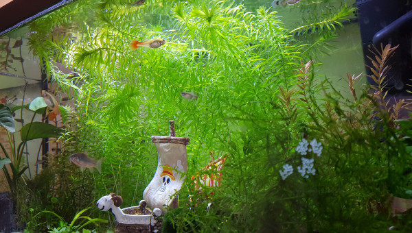 Et les corydoras qui tiennent vraiment à concurrencer les guppies...