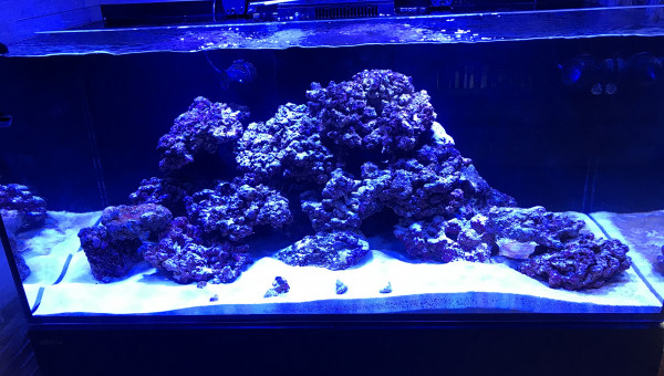 Intégration des détritivores