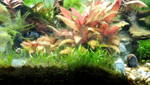 Neritina, Clithon & Crevette Japonica