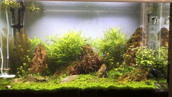 Ajout de 20 cardinalis, 8 crevettes et 8 affinis