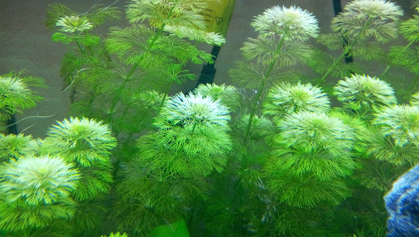 Limnophila Sessiliflora