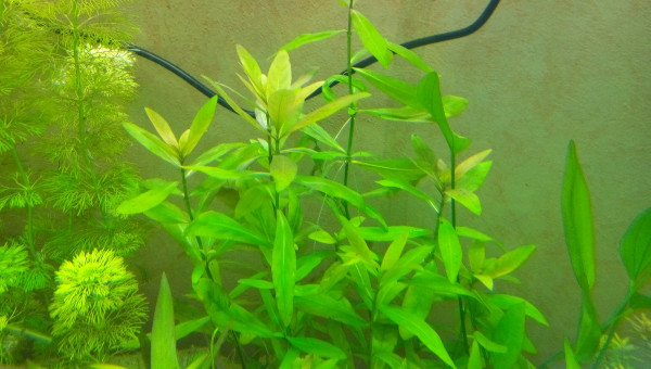 Hygrophila Polysperma