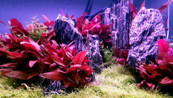 Jour 135 depuis le début du DSM