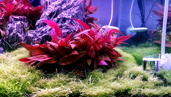 Jour 135 depuis le début du DSM