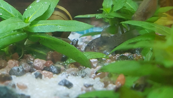 Petit Cory cotoie les grands maintenant !