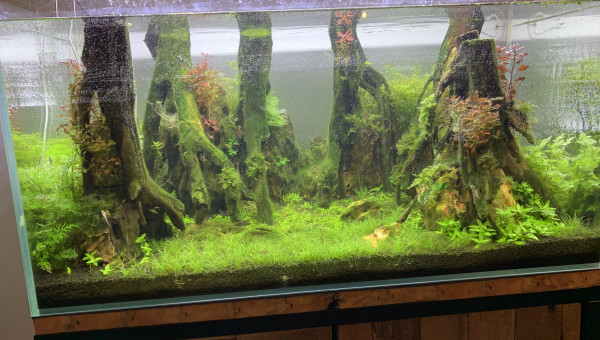 J+51: après le gros changement d’eau hebdo