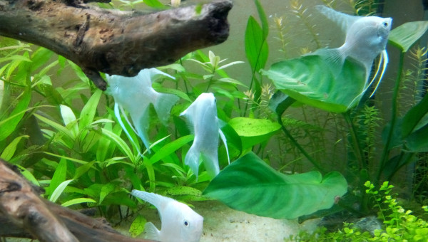 Nouveaux arrivants !