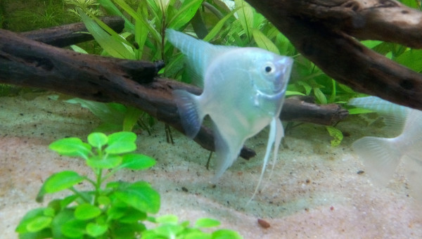 Nouveaux arrivants !