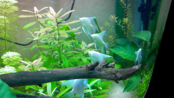 Nouveaux arrivants !