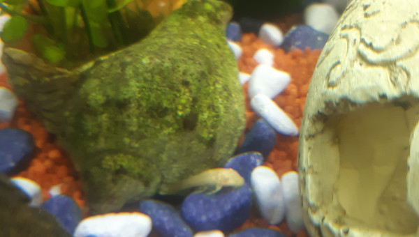 Bébé ancistrus gold albinos