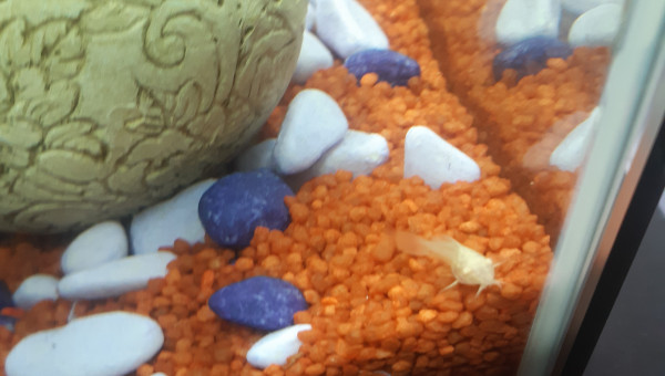 Bébé corydoras albinos