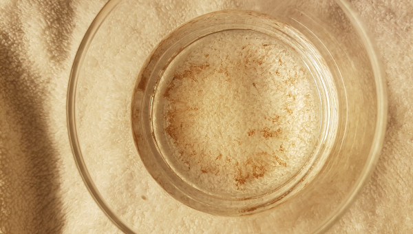 Sauvetage d'alevins corydoras