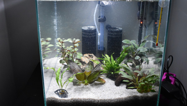 ajout des 5 premières plantes