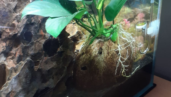 Nouvelle anubias