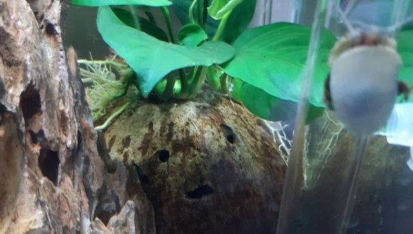 Nouvelle anubias