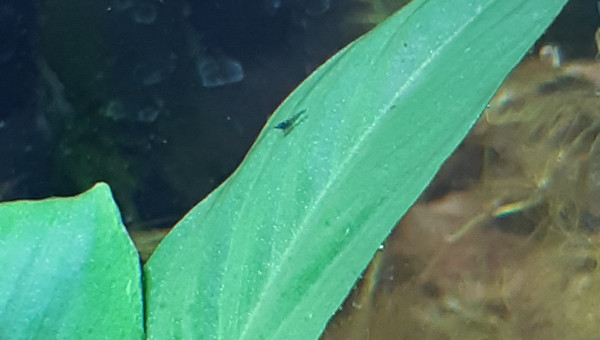 Premiers bébé crevettes repéré !!!!