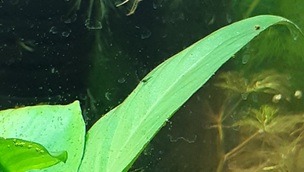 Premiers bébé crevettes repéré !!!!