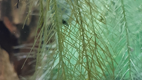 Premiers bébé crevettes repéré !!!!