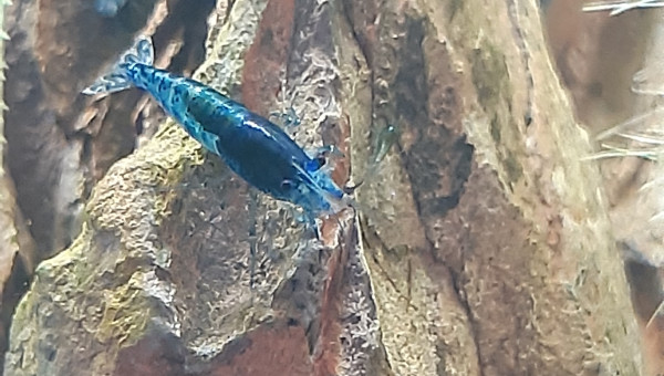 Premiers bébé crevettes repéré !!!!