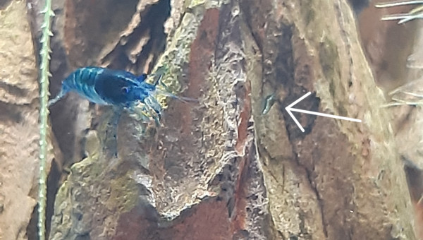 Premiers bébé crevettes repéré !!!!