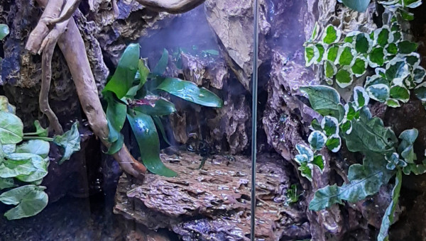 Paludarium jour 1