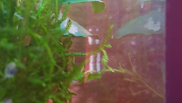 Les corys qui n'arrêtent pas...