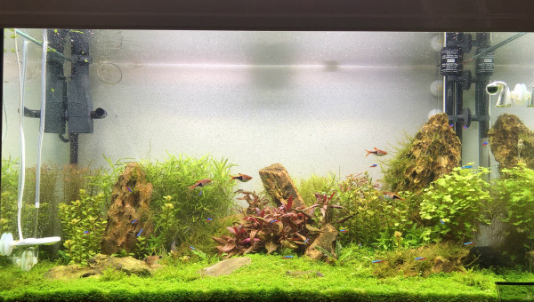 Petite coupe de printemps