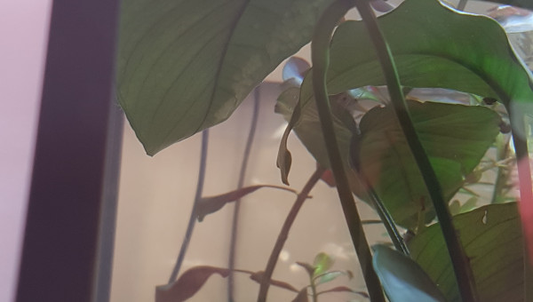 Une armée en devenir...