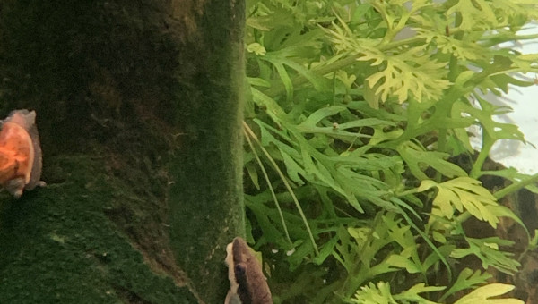 Duel au sommet (de la racine)